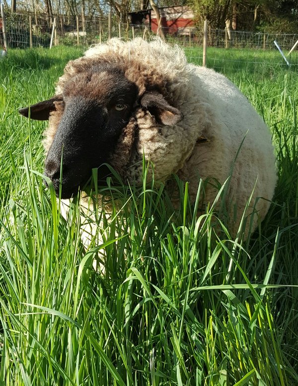 Schafsfreundschaft