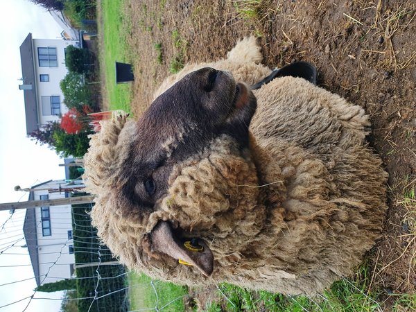 Schafsfreundschaft